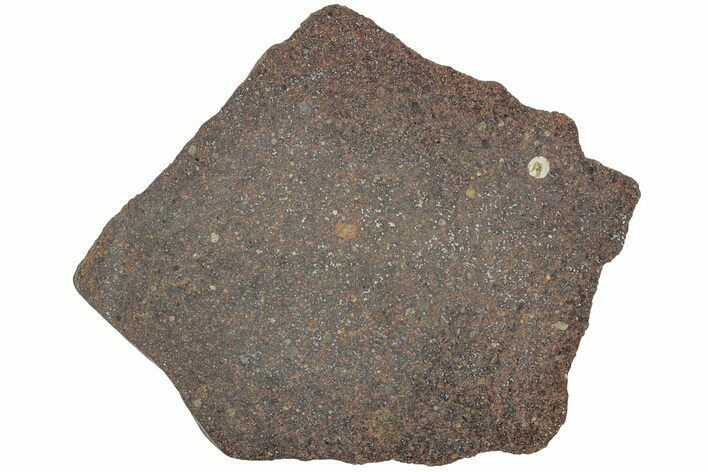 Polished Chondrite Meteorite Slice ( g) - Morocco #238057